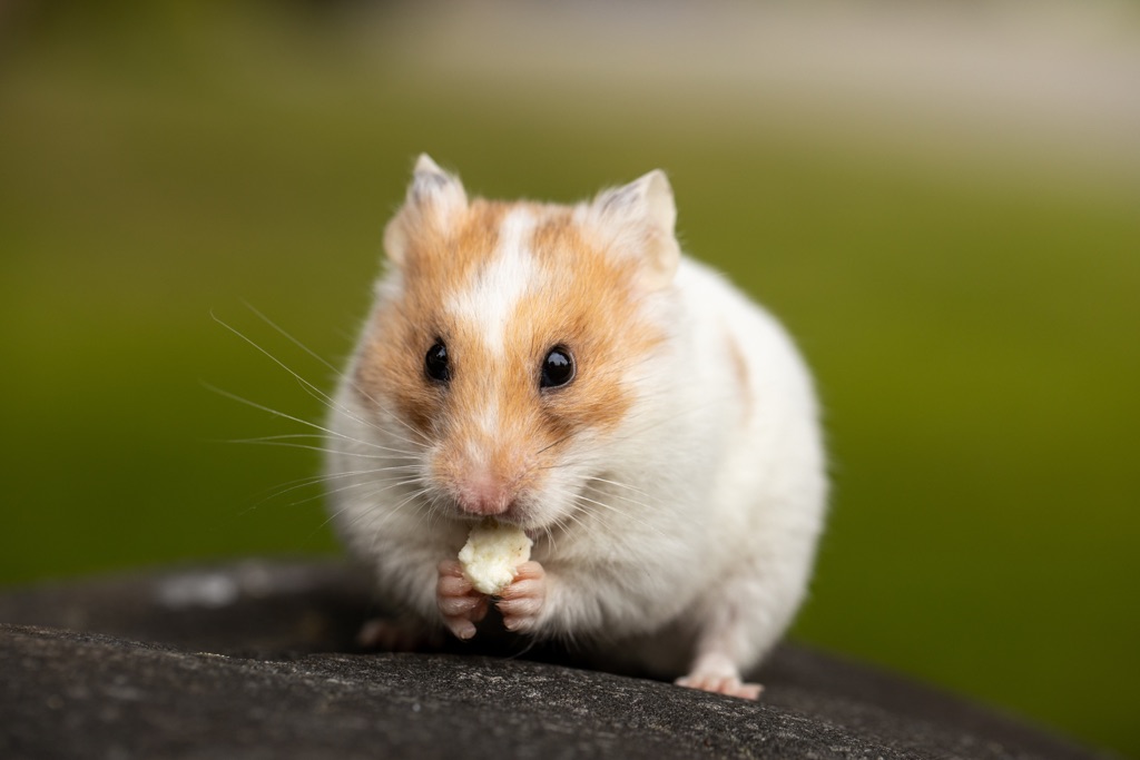 5 Reasons You Should Get a Hamster as a Pet