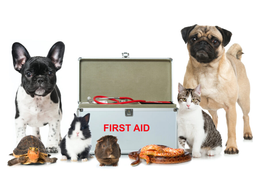 Pet First Aid – Things You Need to Know