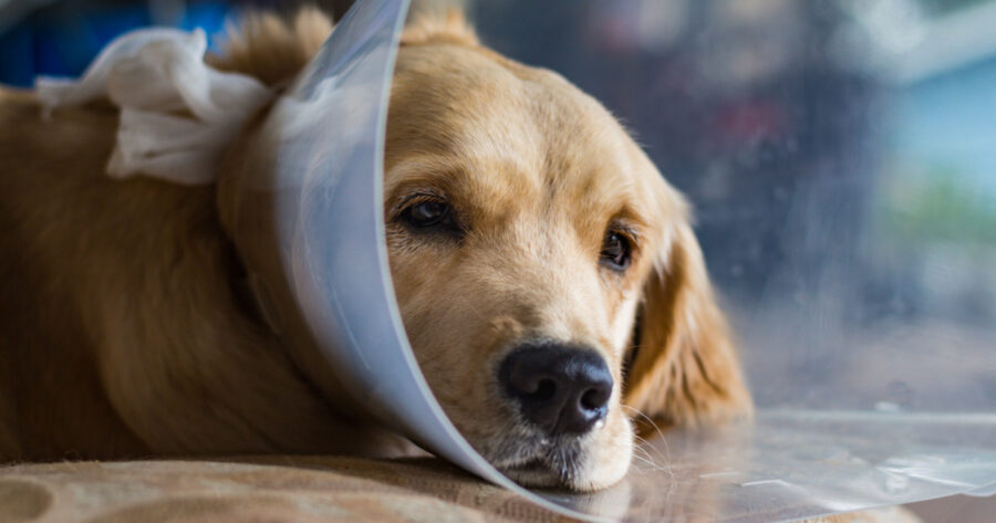 The Pros and Cons of Spaying and Neutering Your Pet