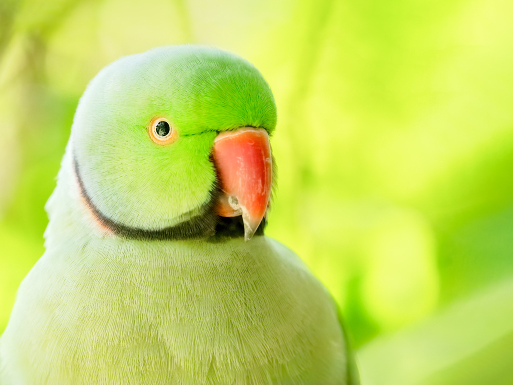 Things Every Bird Owner Should Know