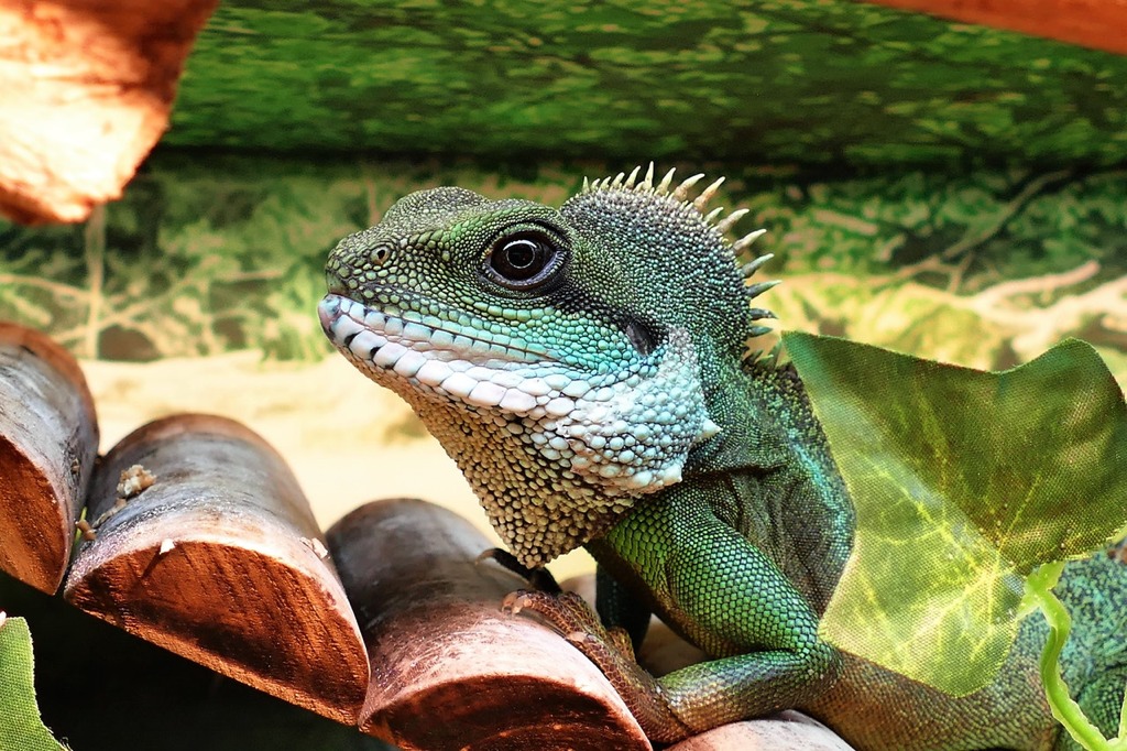 Things Every New Reptile Pet Owner Should Know