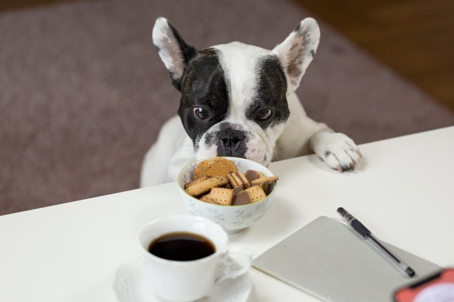 Top 5 Dog Food Ingredients You Should Look Out For