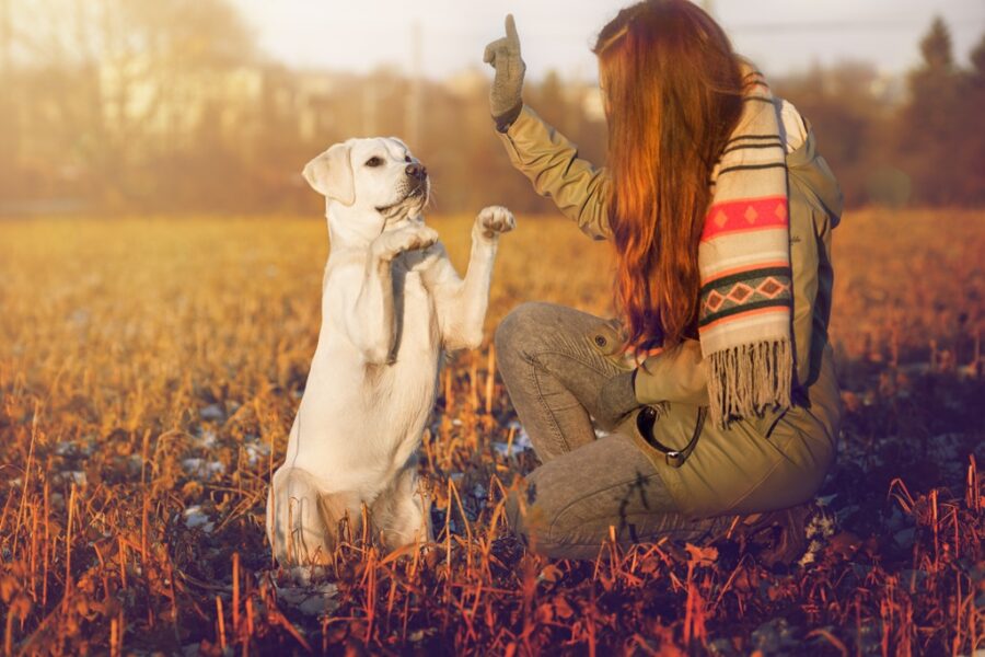 A Guide To Training Your Furry Friend: The Basics Of Dog Training