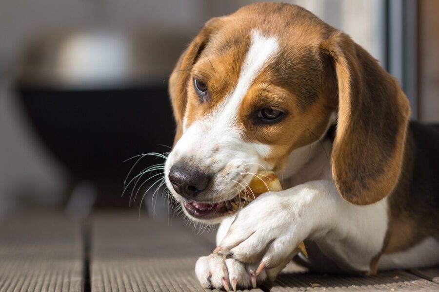 Rawhide for Dogs, A Dental Treat or Dangerous Chew?