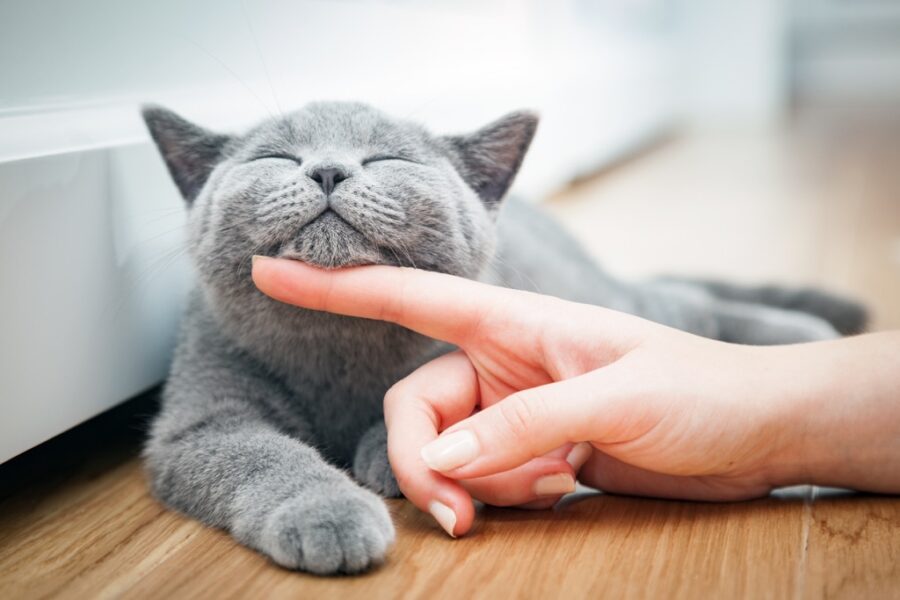 10 Reasons Why Cats Make the Best Pets